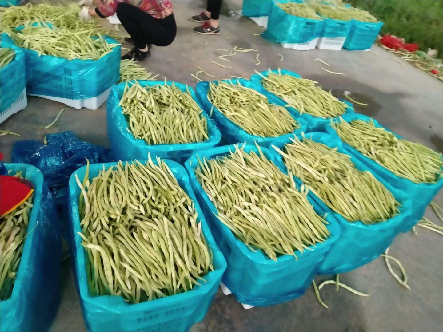 图片展示“长荚一号”扁豆在加工车间进行清洗、分拣、包装的过程,工作人员正在进行标准化作业 “长荚一号”扁豆在包装车间进行分拣与装箱