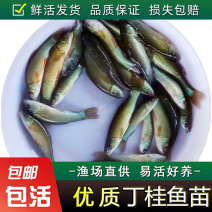 丁桂鱼丁桂鱼苗优质丁桂鱼苗批发