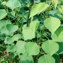 乌桕