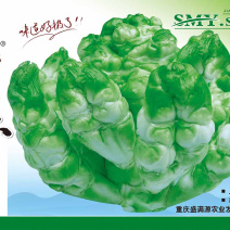 🔥儿菜种子重庆早熟儿菜