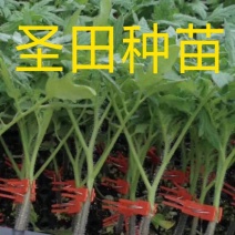 电白正宗千禧圣女果苗