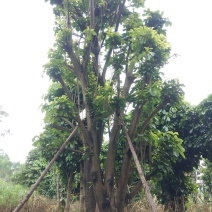 萍婆树六旺树风景园林树