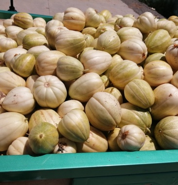 [甜瓜批发]河套白莲脆香瓜价格1.50元/斤 - 一亩田