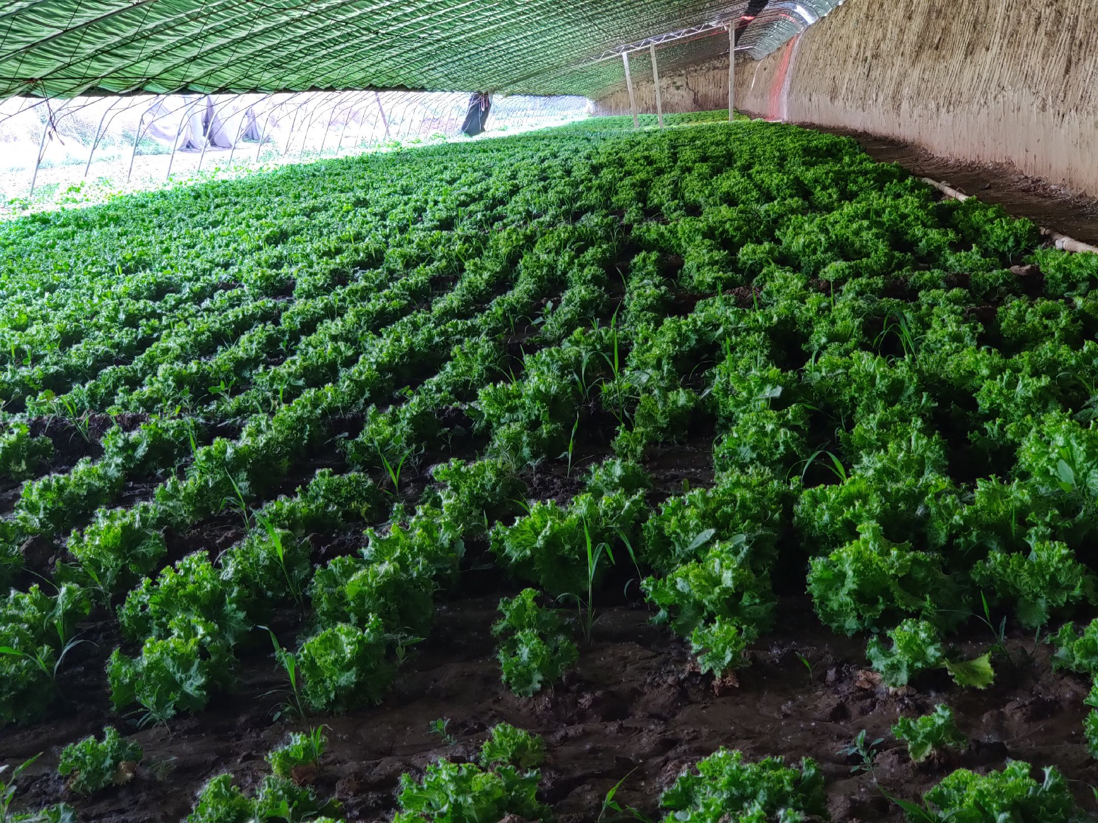 展示散叶生菜在遮阳网下的生长状态 散叶生菜种植环境