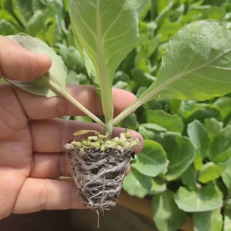 [甘蓝苗批发]优质甘蓝苗韩绿好品种十万颗价格0.14元/棵 - 一亩田