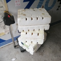 白玉蜗牛
