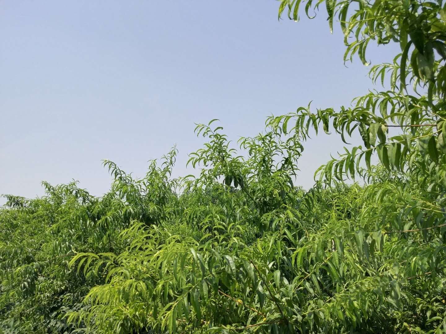 一片郁郁葱葱的黄油桃果园,树木整齐排列,枝头挂满金黄色的成熟桃子,农民正在采摘果实,远处可见山地地形和蓝天白云 黄油桃果园实景