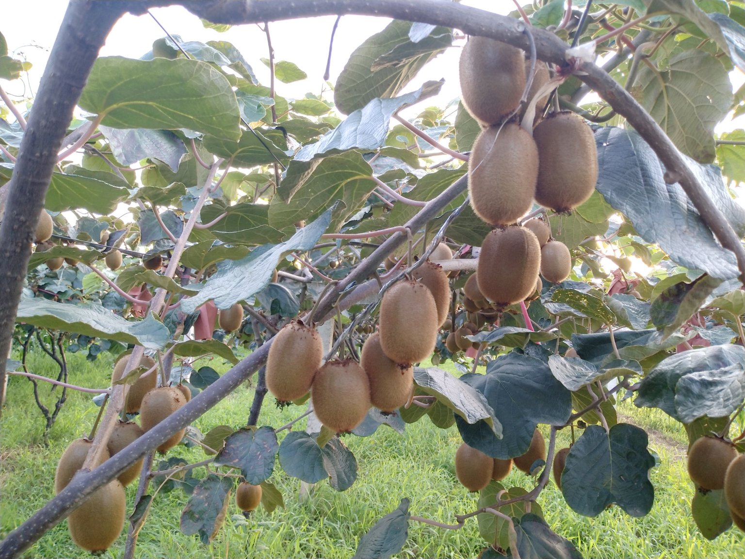 展示果农正在使用背负式喷雾器对海沃德猕猴桃植株进行均匀喷雾作业,重点突出喷头对准果穗、雾滴细密、操作人员佩戴防护装备的安全场景 猕猴桃专用的蓝月氯吡脲田间喷施操作实景图