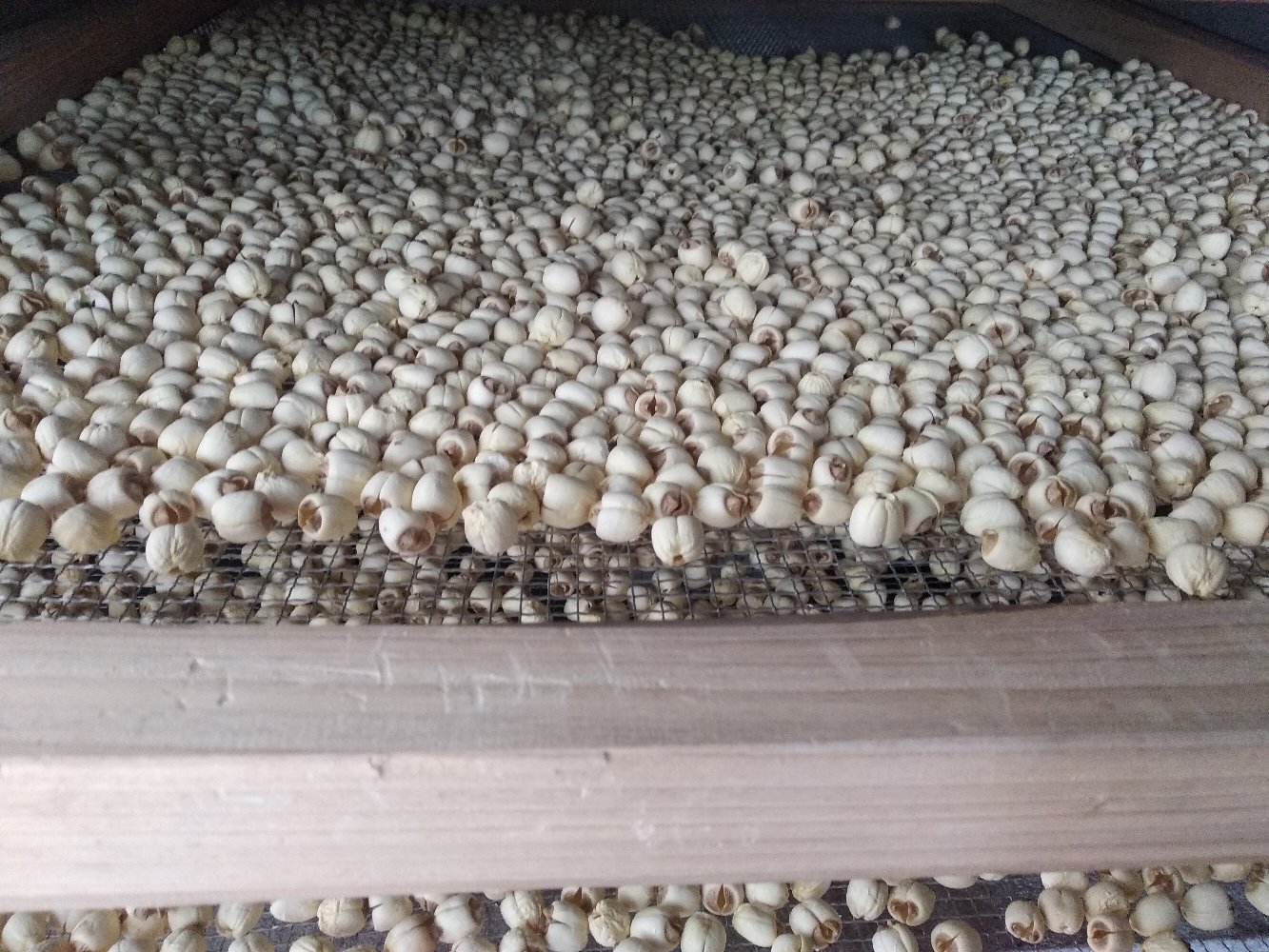 晒干莲子成品展示图