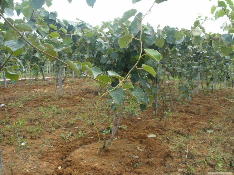 红阳猕猴桃加工生产线