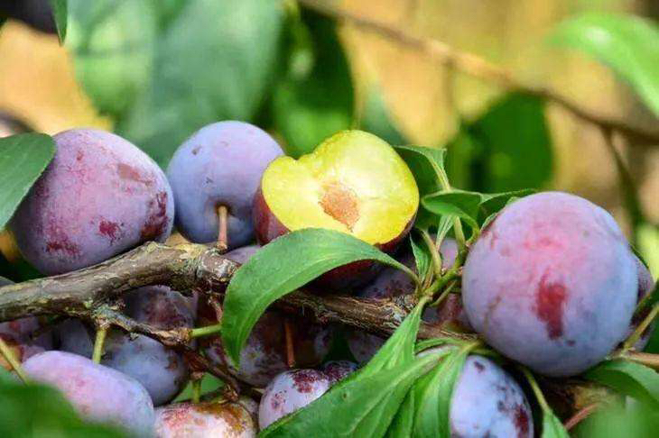 脆红李果实特写图