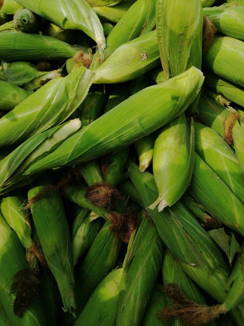 新鲜玉米产地直发专供超市颗粒饱满