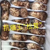 舌尖上的美味之野生菌雪山松茸