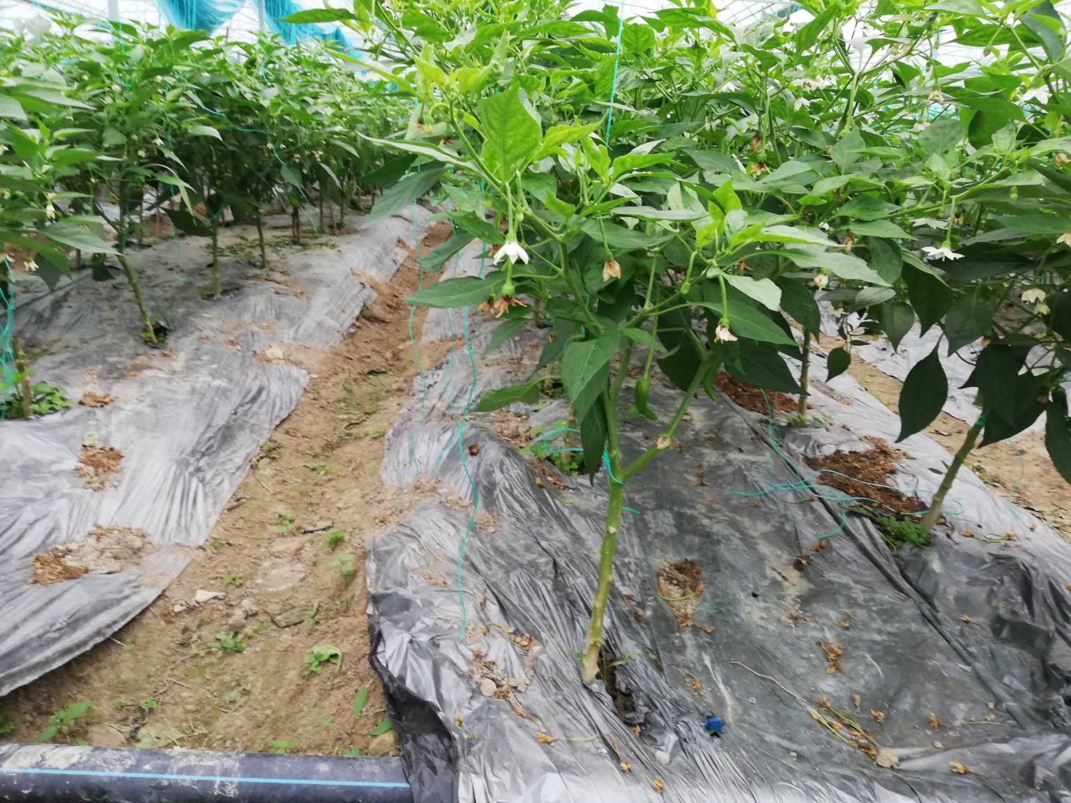 新鲜圆薄皮辣椒在大棚中种植的实景图,展示其良好的生长环境 圆薄皮辣椒种植基地