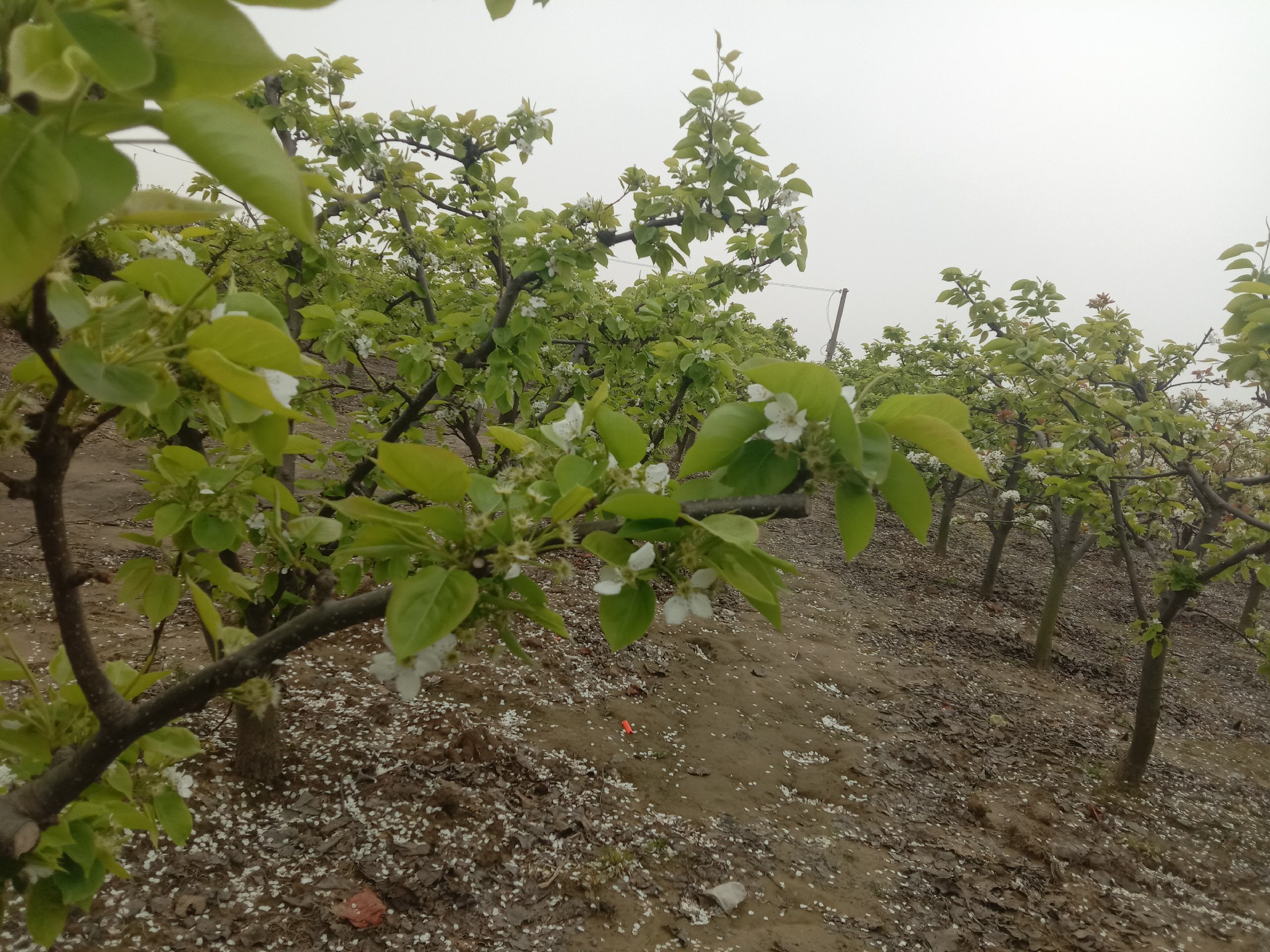 新疆香梨果园全景