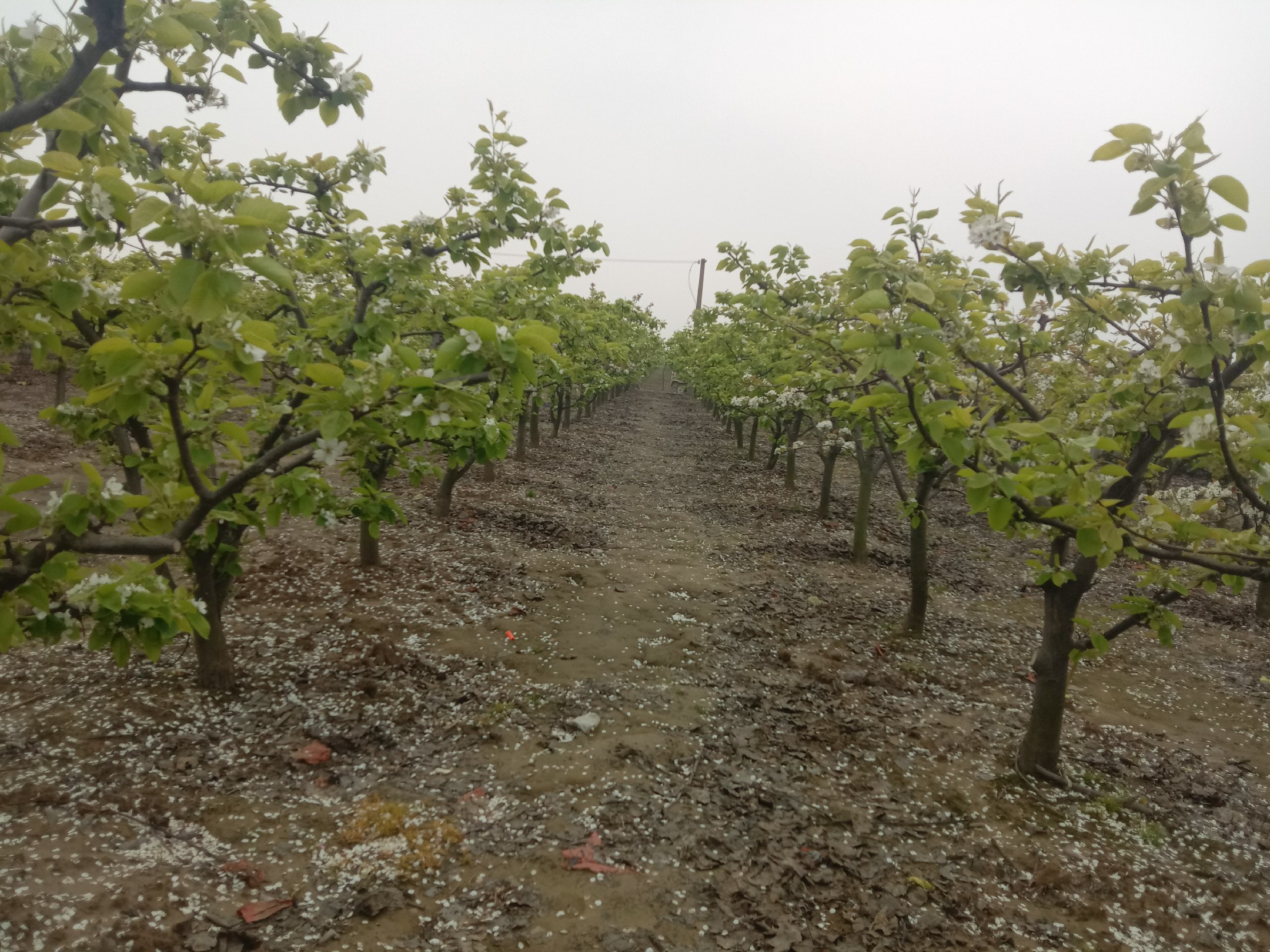 一片郁郁葱葱的金花梨种植园,成排的梨树挂满金黄色果实,阳光透过树叶洒在果面上,呈现出明亮的光泽。远处有果农正在采摘,展示生态化种植环境 金花梨果园实景图