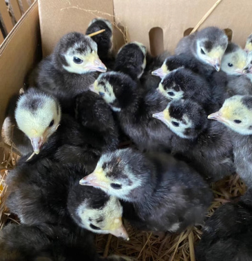 贝蒂娜火鸡苗,厂家直销,包打疫苗