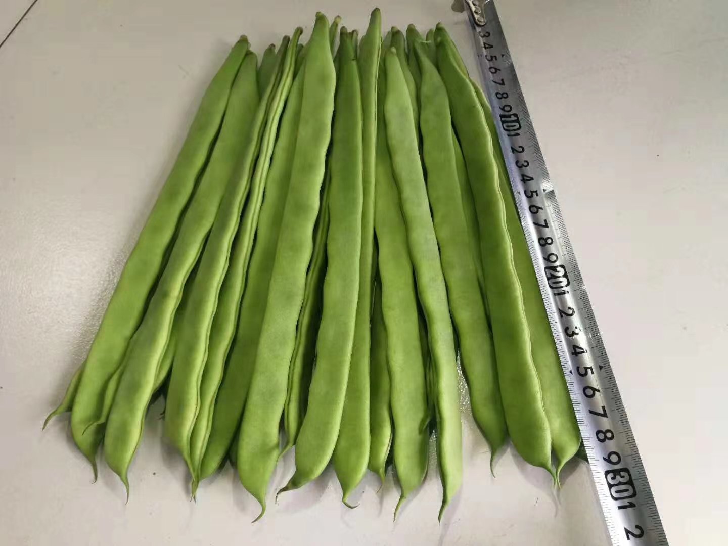 一张高清俯拍图展示两种豆类并列摆放:左侧为多根细长笔直的绿色豇豆,右侧为数根短宽微弯的浅绿色四季豆,中间放置白色标签牌分别写着‘豇豆’和‘四季豆’,背景为木质砧板和自然光线 新鲜豆类对比图