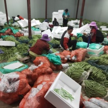 云南精品小金豆批发市场