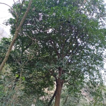 柚子树，香刨，宜宾柚子种植基地宜宾柚子树，大量现货
