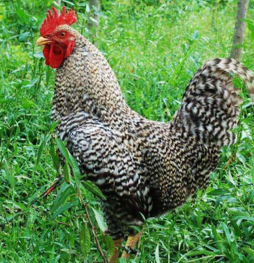 芦花鸡苗 黑芦花鸡 孵化场直销 量大包邮 送养殖技术