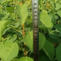 河南省镇平县乌桕树苗，自产自销50万棵，