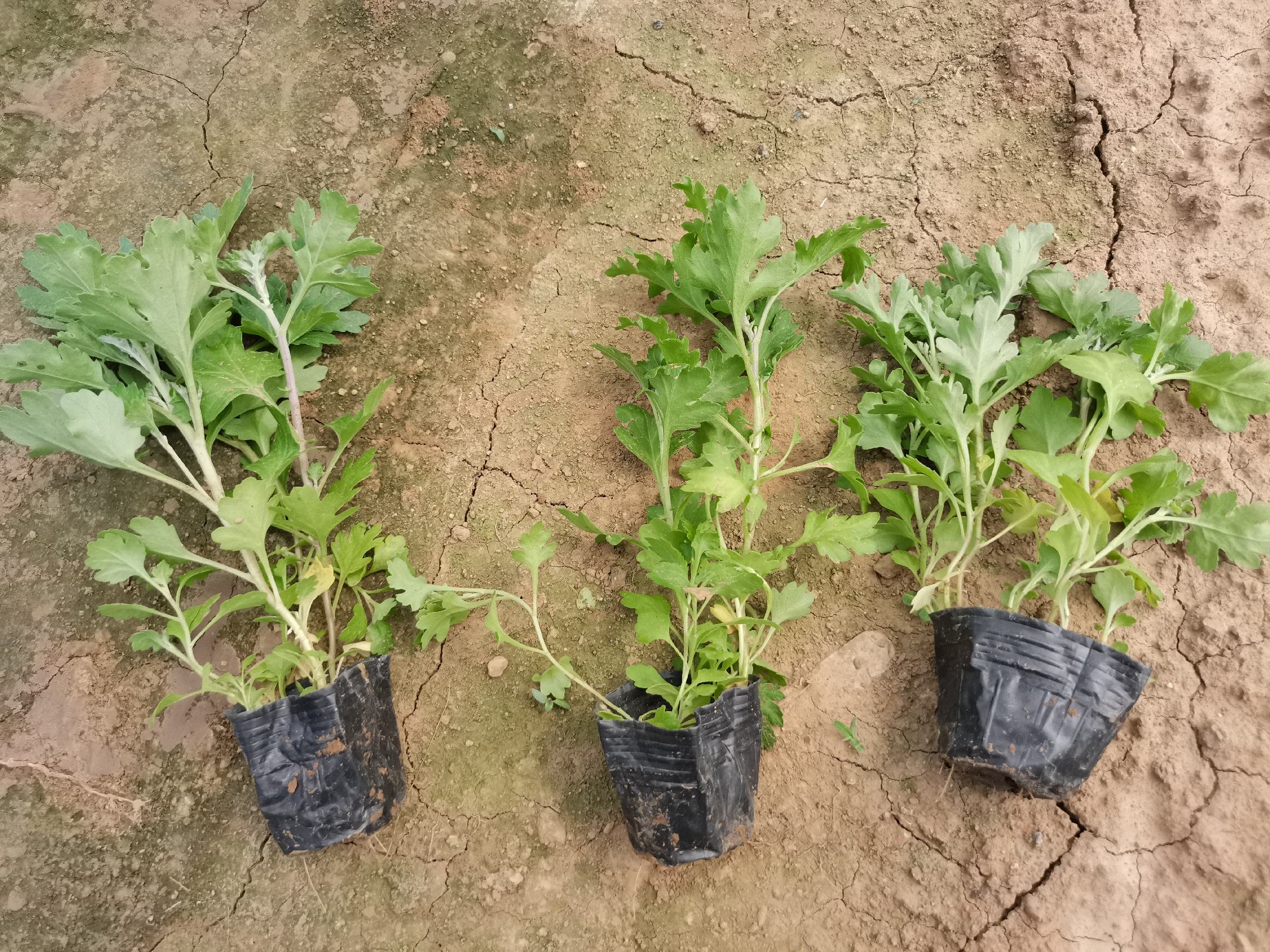 大花月季缓苗期管理示意图