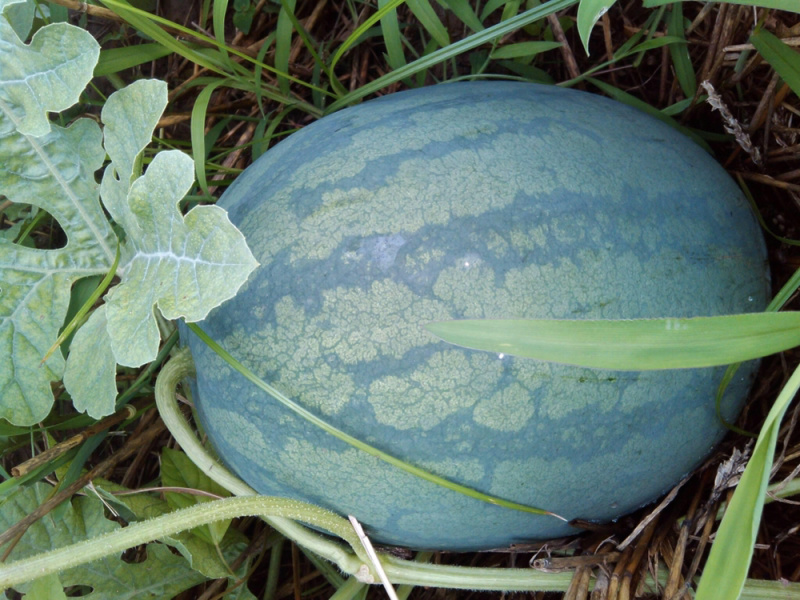 山东东明西瓜之乡白皮西瓜火热上市