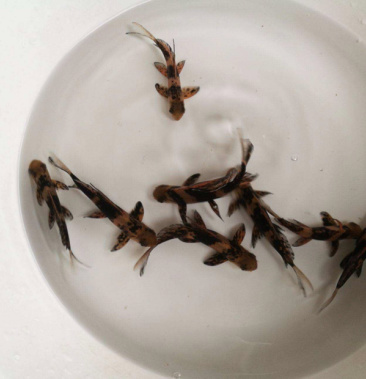 [胭脂鱼批发]【中华胭脂】专业水产养殖基地,包送货上门价格0.