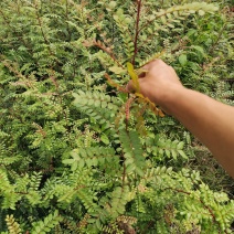 优质清香木小苗，清香木树苗，苗木优质品种，成活率高