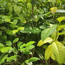 金花茶树苗一米五高