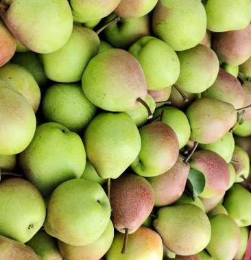 [七月红梨批发]七月红梨价格1.10元/斤 - 一亩田