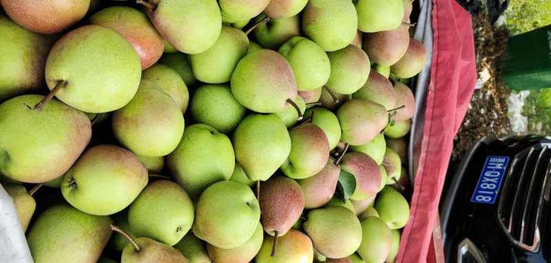 七月红梨,口感脆甜,硬度好耐运输.