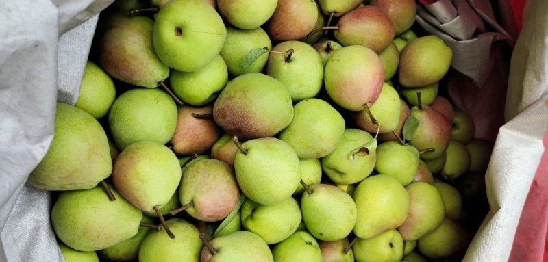 七月红梨,口感脆甜,硬度好耐运输.