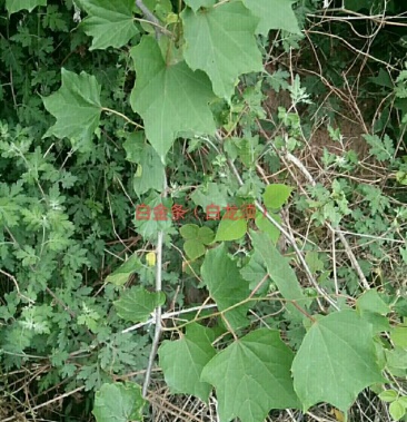 八角枫根纯野生自然晒干白龙须白金条