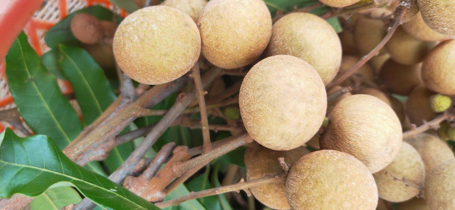 储良龙眼与其他龙眼品种对比图