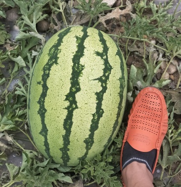 [金花西瓜批发]金花一号价格1.15元/斤 - 一亩田