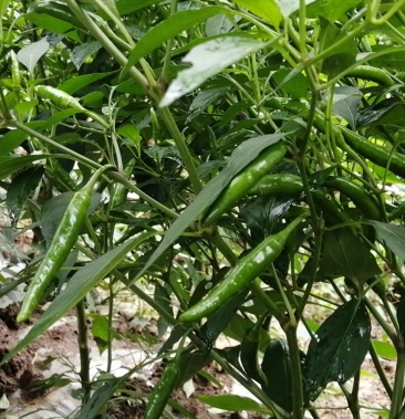 [鲜辣椒批发]燕椒808,有1000多亩价格2.00元/斤 - 一亩田