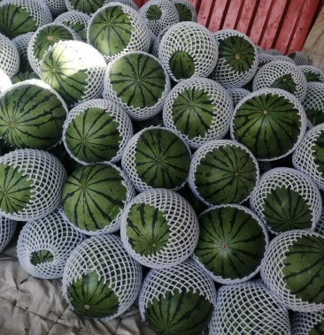 武威京欣吊瓜 大漠吊瓜全年种植货量充足 可供市场商超电商
