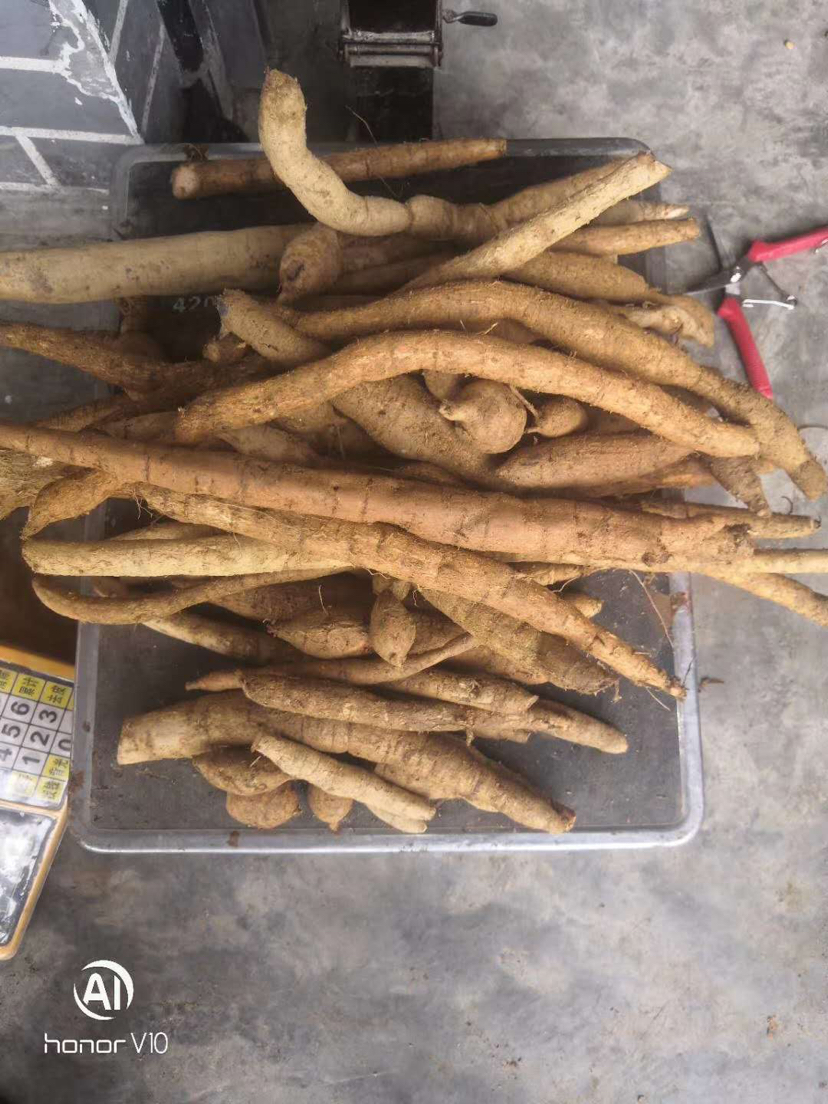 野生牛大力 广西黄皮 黑皮鲜货牛大力 长期供应鲜货