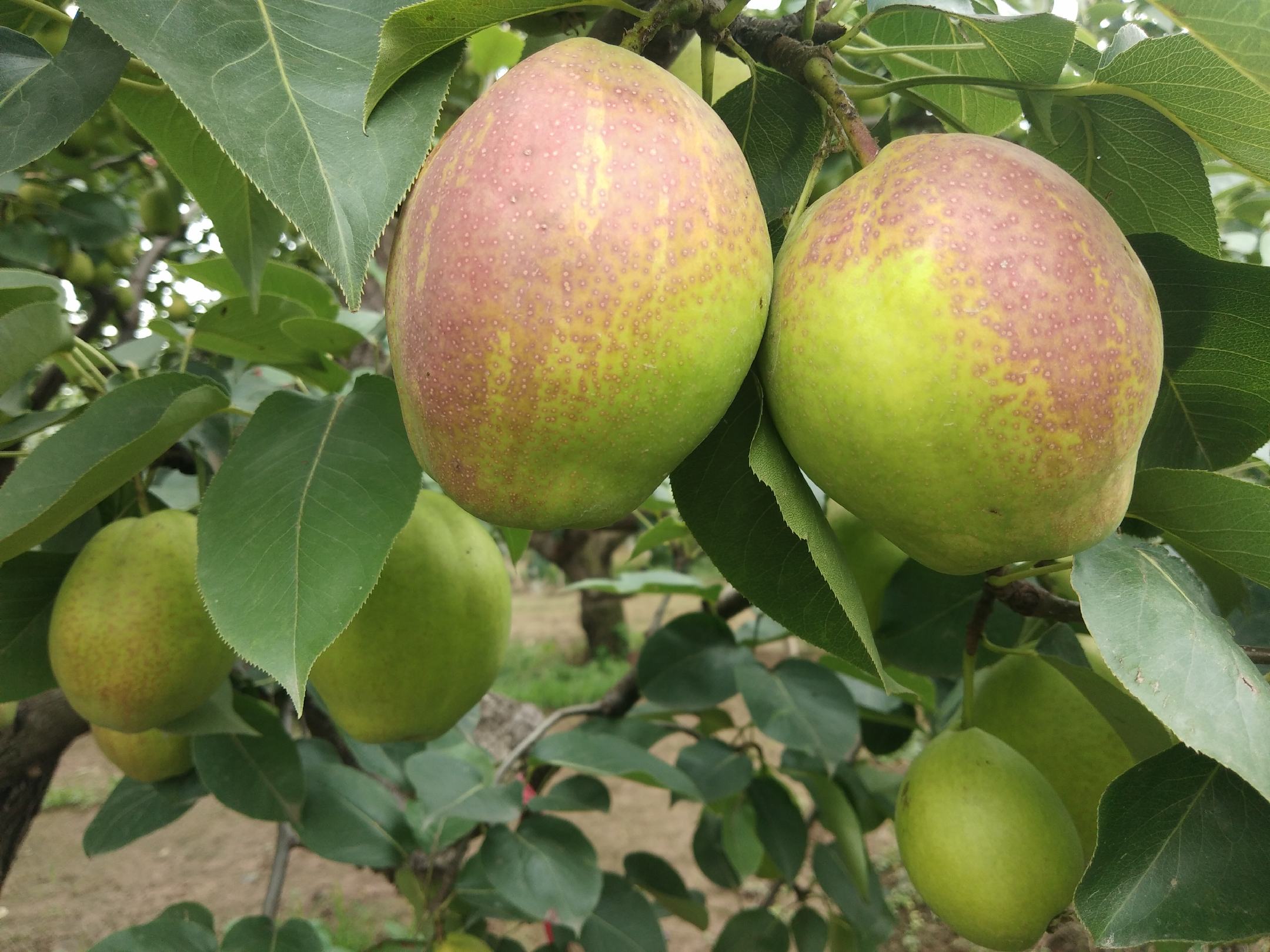 七月红梨果园实景
