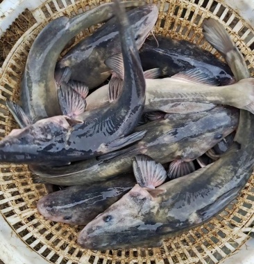 [鮰鱼批发]江团价格9.00元/斤 - 一亩田