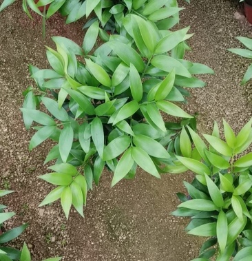 长寿竹驱蚊有香味绿化租摆生命力强