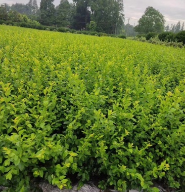 [批发]16杯金禾女贞杯苗,金禾女贞杯苗成都基地货源价格1.