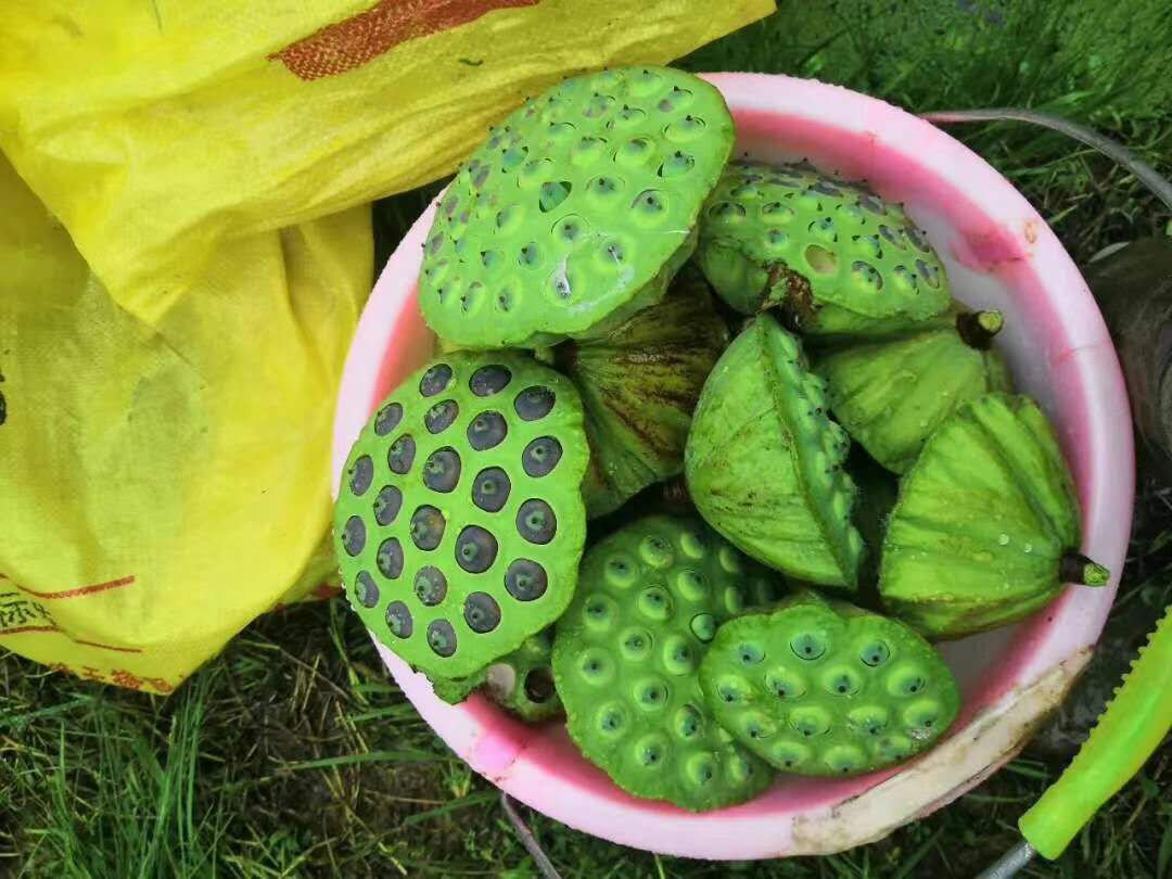 新鲜莲子特写