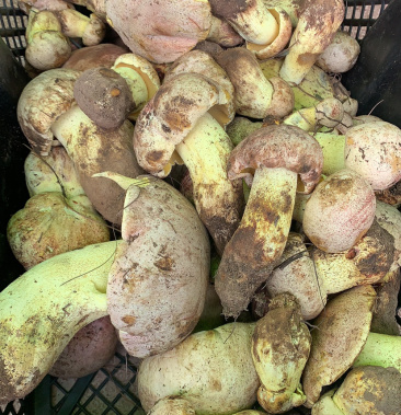 白葱菌白葱菌粉菌见手青牛肝菌精品