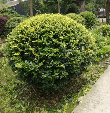 金森女贞球形造型60180公分精球毛球