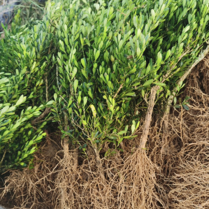 四川成都金心黄杨产地行情