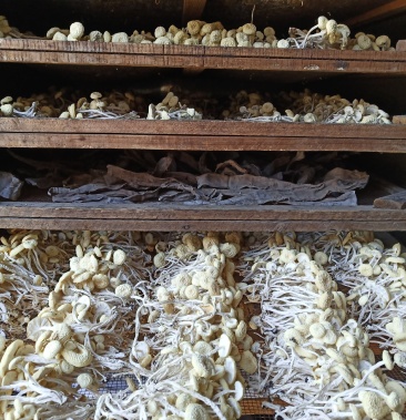 白色茶树菇新品上架精品白茶树菇