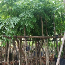腊肠树长期供应5~10公分腊肠树